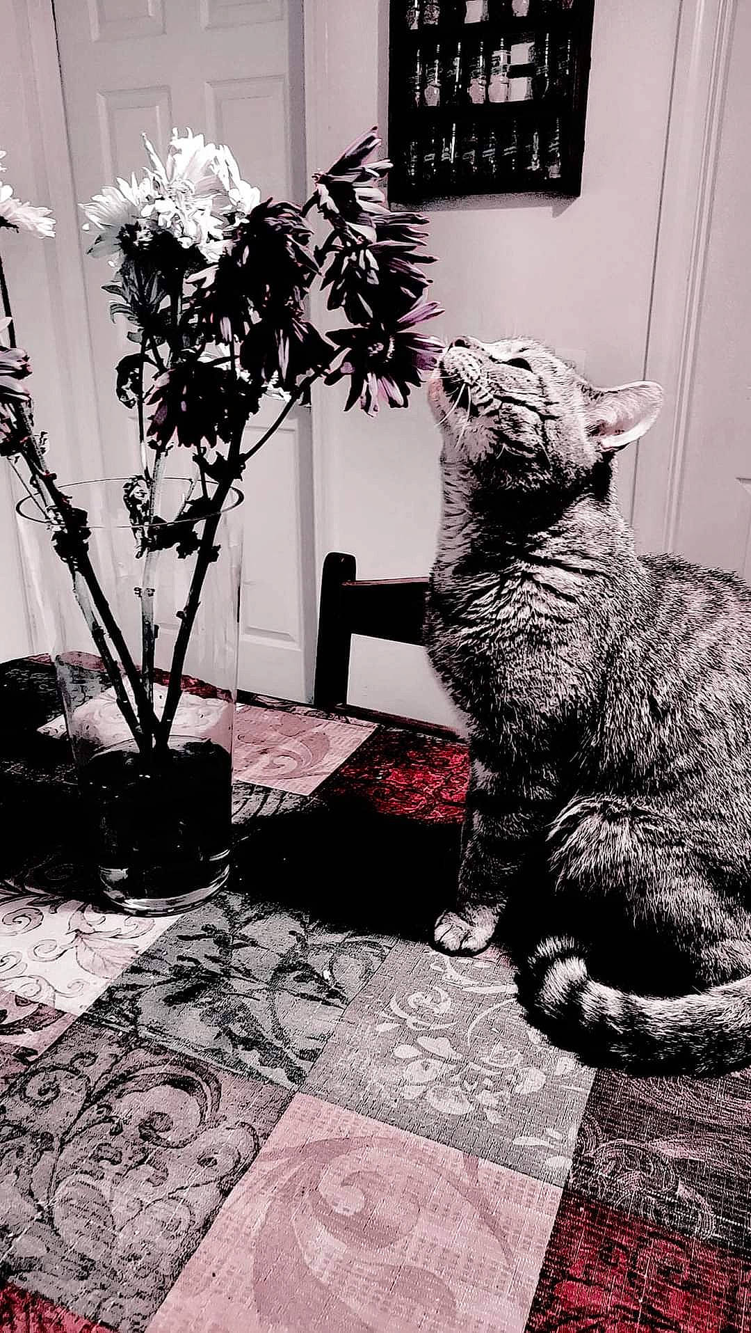 Little Kitty joined the competition — help win amazing prizes! black, black_and_white, carnivore, cat, felidae, flowerpot, grey, houseplant, monochrome, monochrome_photography, plant, sculpture, small_to_medium_sized_cats, statue, style, tree, whiskers, white, window, wood