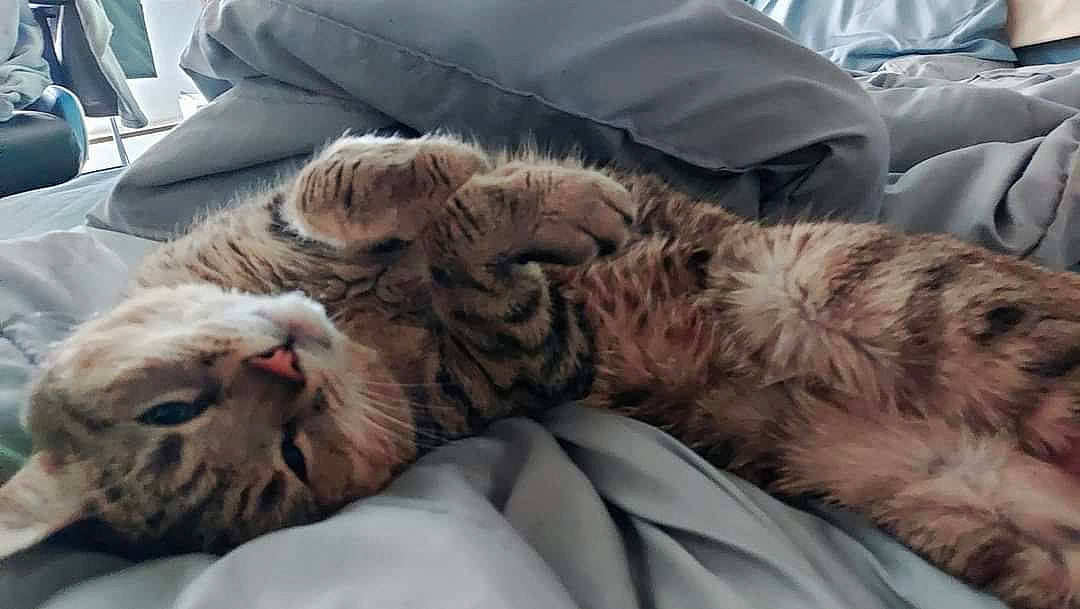 Little Kitty is registered to the contest to win money with this photo: bed, carnivore, cat, claw, comfort, couch, domestic_short_haired_cat, fawn, felidae, fur, linens, nap, paw, sleep, small_to_medium_sized_cats, snout, tail, terrestrial_animal, whiskers, wildlife