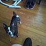 Buddy is registered to the contest to win money with this photo: dog, small_dog, wooden_floor, indoor, shoes, vacuum_cleaner, pet, toy, chew_toy, curious, looking_up, flooring, brown, white, ears, tail, person, legs, slippers, home