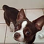 Buddy is registered to the contest to win money with this photo: dog, chihuahua, pet, small_dog, brown, white, tile_floor, ear, eye, nose, shoe, curious, looking_up, indoor, floor, paw, pet_care, animal, close_up, companion