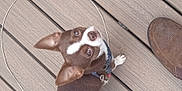 Buddy joined the competition — help win amazing prizes! dog, brown, white, small_dog, pet, wooden_deck, leash, shoe, curious, looking_up, ears, fur, outdoor, flooring, close_up, canine, domestic_animal, collar, paw, companion