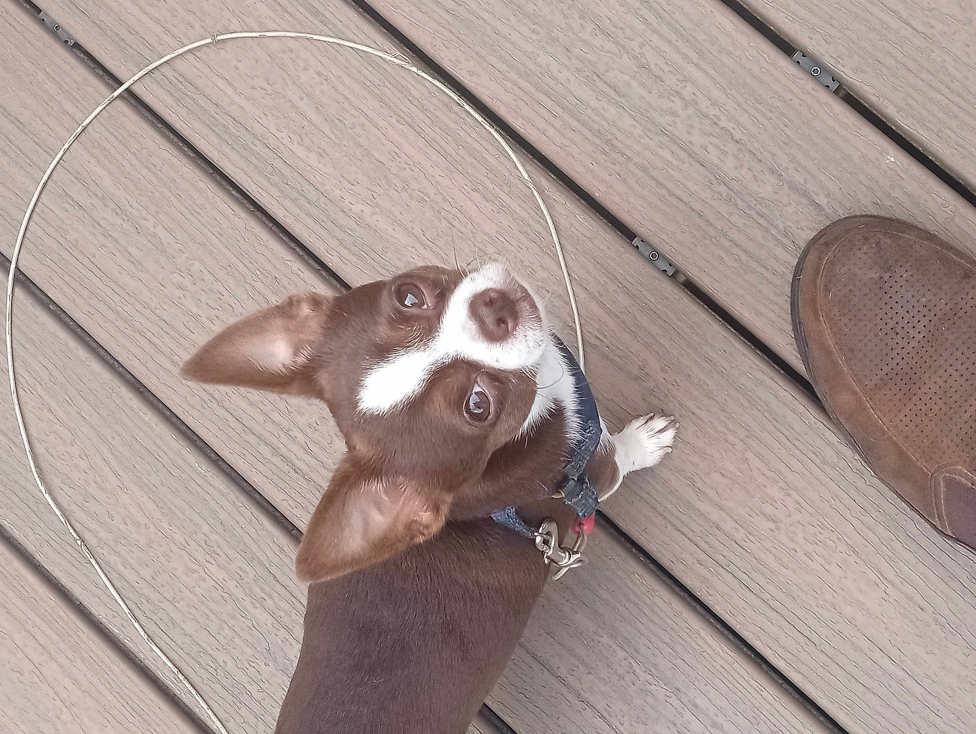 Buddy