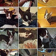 Buddy is registered to the contest to win money with this photo: dog, brown_and_white, small_dog, indoor, carpet, bed, blanket, floor, wooden_floor, hand, playing, pet, cute, resting, sleeping, looking_up, close_up, portrait, animal, canine