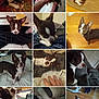 dog, brown_and_white, small_dog, indoor, carpet, bed, blanket, floor, wooden_floor, hand, playing, pet, cute, resting, sleeping, looking_up, close_up, portrait, animal, canine