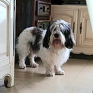 Volkan participe au concours pour gagner de l'argent avec cette photo : animal, black_and_white, cabinet, cream_color, curtain, cute, dog, domestic, floor, friendly, furniture, home, indoor, interior, pet, shaggy_coat, standing, tile_floor, tongue_out, wooden