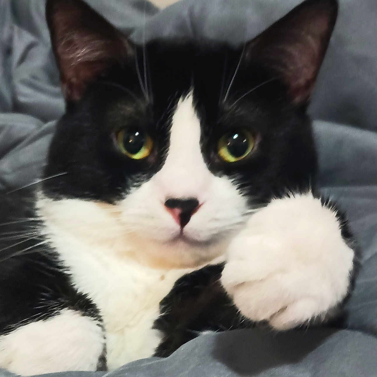 Tomcat is registered to the contest to win money with this photo: animal, black_and_white, cat, close_up, cozy, curious, cute, domestic, feline, fur, green_eyes, indoor, mammal, paw, pet, portrait, relaxed, resting, soft_blanket, whiskers