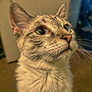 Izzy joined the competition — help win amazing prizes! cat, close_up, whiskers, indoor, curious, animal, pet, feline, face, ears, fur, portrait, looking_up, domestic_cat, tabby, mammal, eyes, nose, soft_light, background_blur