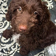 Nala joined the competition — help win amazing prizes! puppy, dog, brown_fur, curly_fur, outdoor, rug, patterned_rug, looking_up, cute, pet, animal, nose, ears, whiskers, floor, texture, close_up, adorable, young, curious