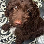 puppy, dog, brown_fur, curly_fur, outdoor, rug, patterned_rug, looking_up, cute, pet, animal, nose, ears, whiskers, floor, texture, close_up, adorable, young, curious