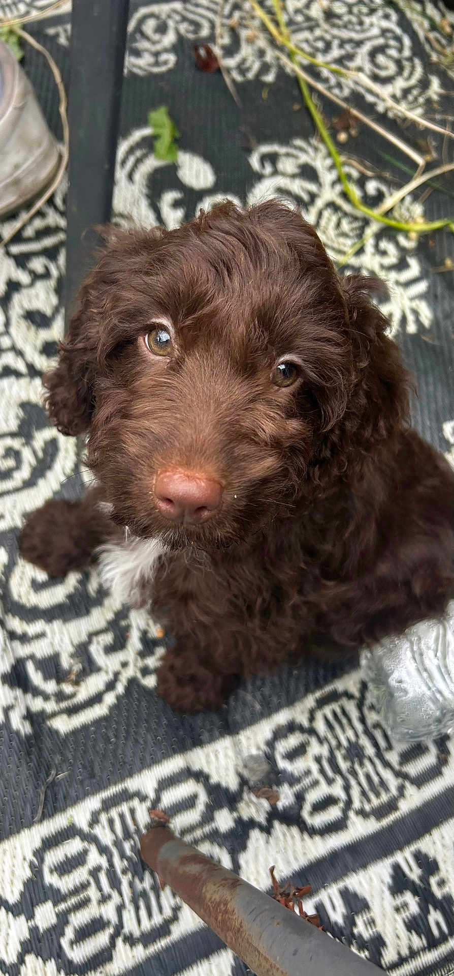 Nala joined the competition — help win amazing prizes! puppy, dog, brown_fur, curly_fur, outdoor, rug, patterned_rug, looking_up, cute, pet, animal, nose, ears, whiskers, floor, texture, close_up, adorable, young, curious