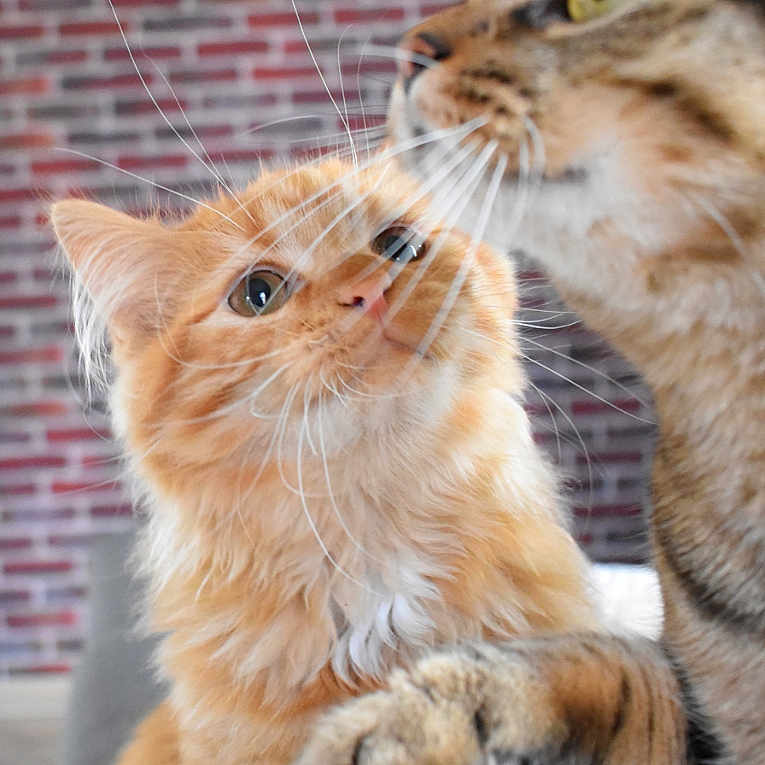 Krokmou Et Pinha participe au concours pour gagner de l'argent avec cette photo : animal, brick_wall, cat, close_up, companions, couch, curious, cute, domestic_animal, feline, fur, furniture, indoor, kitten, orange_cat, paw, pet, playful, tabby_cat, whiskers