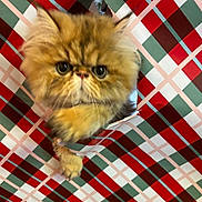 Thor joined the competition — help win amazing prizes! animal, brown, cat, closeup, curious, cute, expression, face, feline, fluffy, fur, green, indoor, paw, pet, plaid_pattern, red, tabby, white, wrapping_paper
