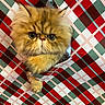 animal, brown, cat, closeup, curious, cute, expression, face, feline, fluffy, fur, green, indoor, paw, pet, plaid_pattern, red, tabby, white, wrapping_paper
