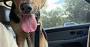 Kodak is registered to the contest to win money with this photo: dog, car, tongue_out, ears, interior, seat, window, trees, daylight, leash, can, cup_holder, person, shoulder, pet, animal, happy, looking, vehicle, front_seat