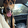 dog, car, tongue_out, ears, interior, seat, window, trees, daylight, leash, can, cup_holder, person, shoulder, pet, animal, happy, looking, vehicle, front_seat