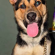 Kodak joined the competition — help win amazing prizes! dog, pet, tongue_out, ears, chain, indoor, fur, black_and_tan, cute, canine, animal, portrait, young_dog, friendly, happy, closeup, face, sitting, domestic_animal, companion