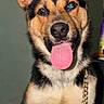 dog, pet, tongue_out, ears, chain, indoor, fur, black_and_tan, cute, canine, animal, portrait, young_dog, friendly, happy, closeup, face, sitting, domestic_animal, companion