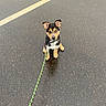 puppy, dog, leash, sitting, asphalt, wet_surface, outdoor, yellow_line, curious, pet, animal, cute, black_fur, brown_fur, white_fur, ears_up, collar, young_dog, small, pavement