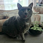 Yang a rejoint le concours — aidez-le/la à gagner de superbes lots ! cat, gray_cat, pet, indoor, couch, plant, furniture, tongue_out, whiskers, fur, cute, animal, domestic_cat, relaxed, sitting, close_up, eyes, ears, home, cozy