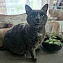 animal, cat, close_up, couch, cozy, cute, domestic_cat, ears, eyes, fur, furniture, gray_cat, home, indoor, pet, plant, relaxed, sitting, tongue_out, whiskers