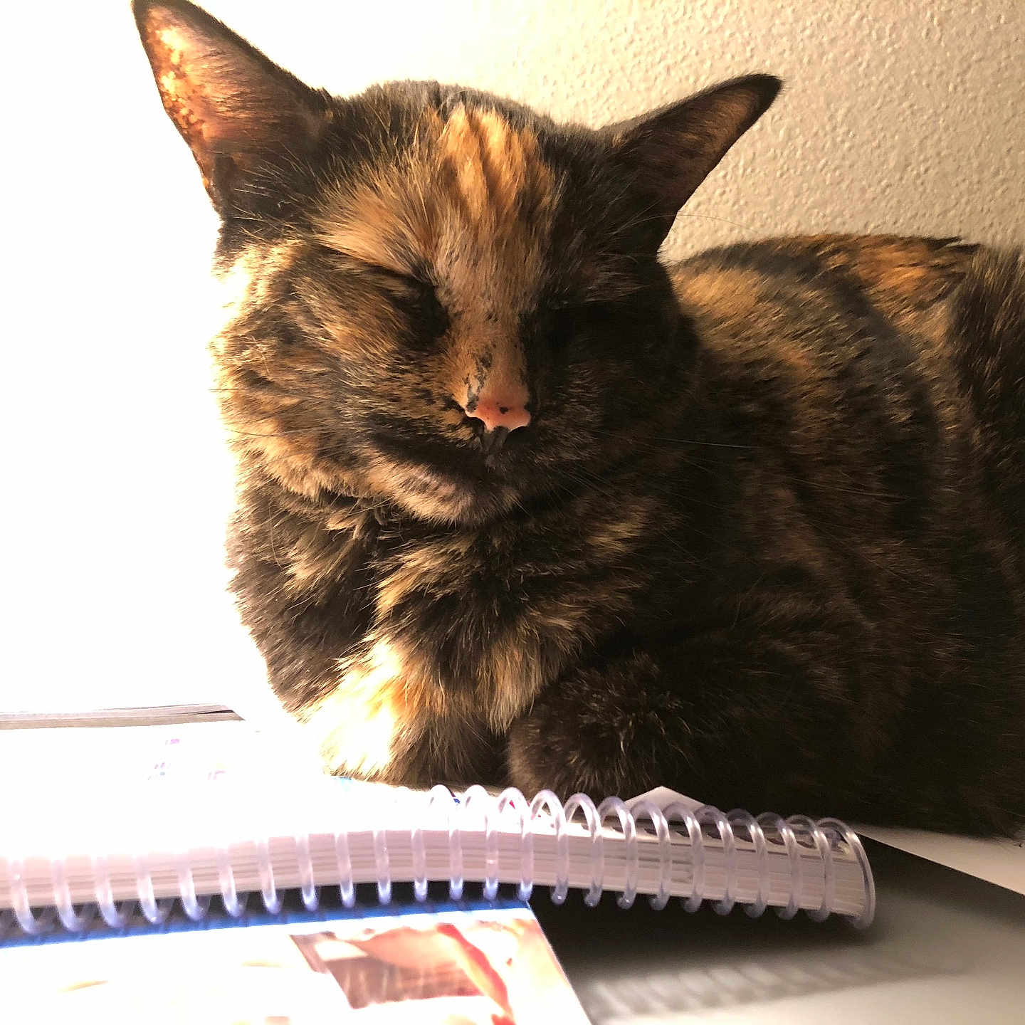 Peanut joined the competition — help win amazing prizes! animal, cat, closeup, cozy, desk, ears, feline, fur, indoor, notebook, paper, pet, relaxed, resting, shadow, sleeping, spiral_notebook, sunlight, tortoiseshell_cat, whiskers