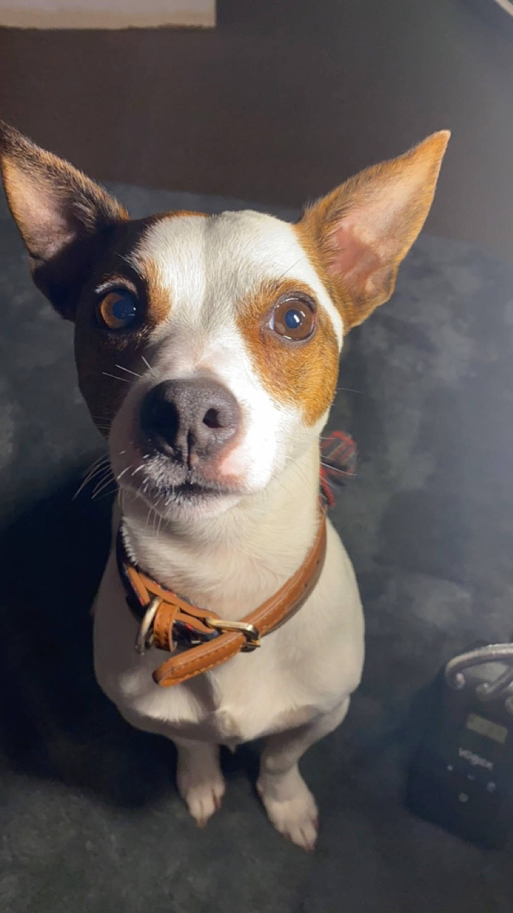 Bugzy-bugzworth is registered to the contest to win money with this photo: ancient_dog_breeds, canidae, carnivore, collar, companion_dog, dog, dog_breed, dog_collar, dog_supply, ear, fawn, irishjacks, non_sporting_group, snout, sporting_group, whiskers, working_animal