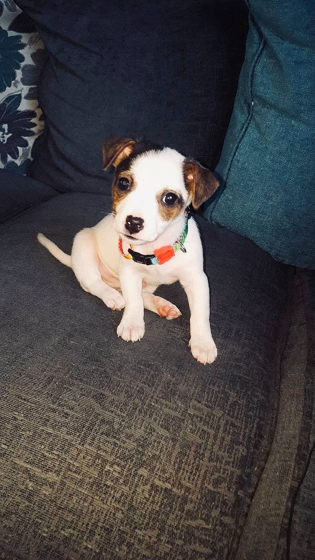 Bugzy-bugzworth joined the competition — help win amazing prizes! carnivore, collar, companion_dog, dog, dog_breed, dog_clothes, dog_collar, dog_supply, fawn, flooring, leash, non_sporting_group, paw, pet_supply, puppy, tail, terrier, toy_dog, whiskers, working_animal