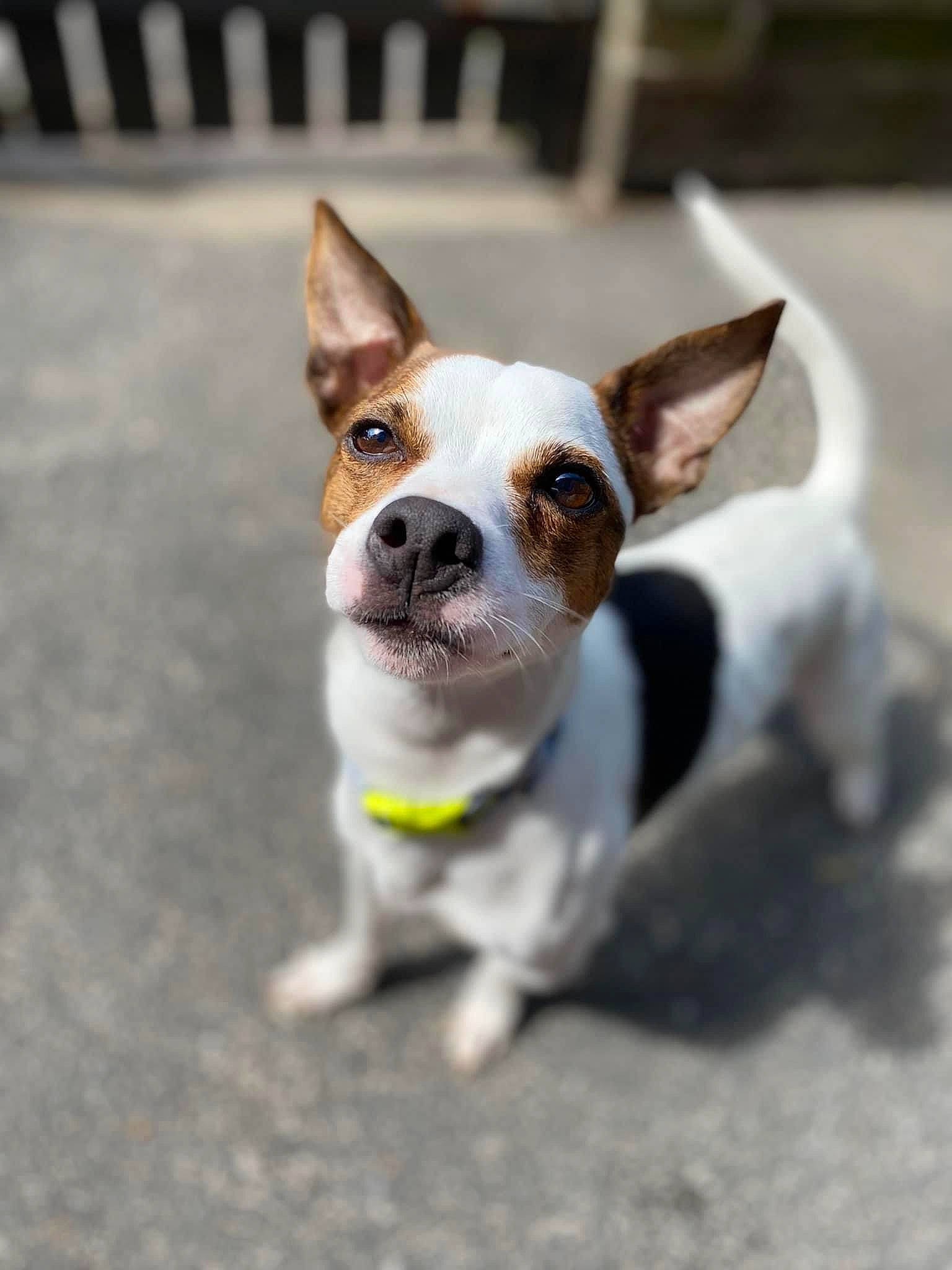 Bugzy-bugzworth joined the competition — help win amazing prizes! canidae, carnivore, chihuahua, collar, companion_dog, dog, dog_breed, dog_collar, dog_supply, door, fawn, leash, paw, russkiy_toy, snout, sporting_group, terrier, toy_dog, whiskers, working_animal