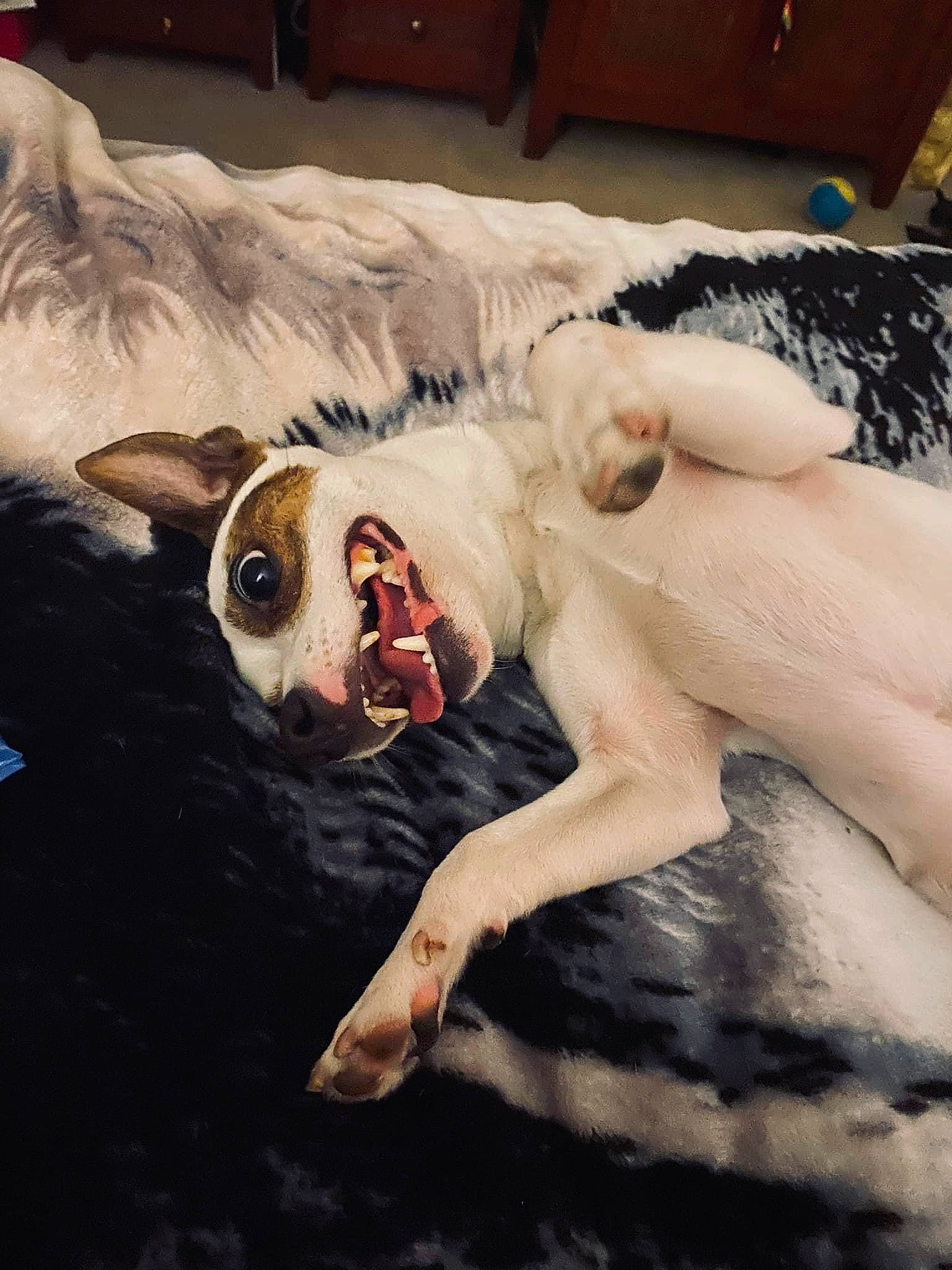 Bugzy-bugzworth is registered to the contest to win money with this photo: art, bathing, carnivore, chest, comfort, companion_dog, couch, dog, dog_breed, fawn, flooring, fur, happy, human_leg, linens, painting, snout, sporting_group, visual_arts, working_animal