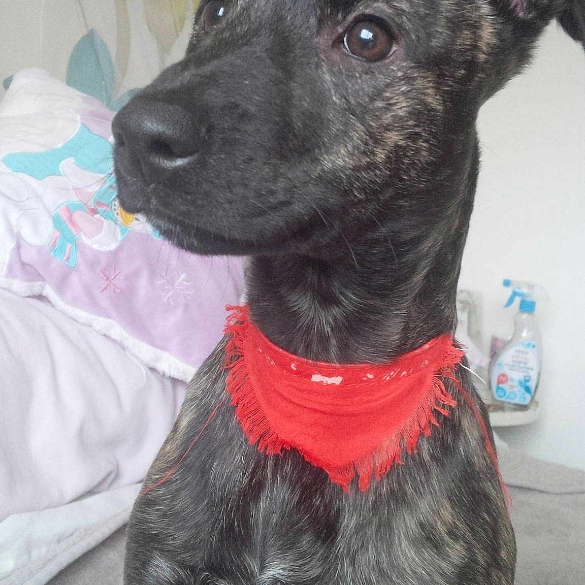 Shyla