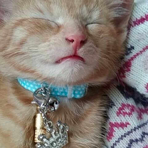Cheerio