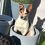 Marley participe au concours pour gagner de l'argent avec cette photo : animal, black_dog, curious, cute, daylight, dog, ears, flower_pot, garden, greenery, nature, outdoor, pet, plant, playful, pottery, shadow, sitting, small_dog, sunlight