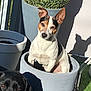 animal, black_dog, curious, cute, daylight, dog, ears, flower_pot, garden, greenery, nature, outdoor, pet, plant, playful, pottery, shadow, sitting, small_dog, sunlight