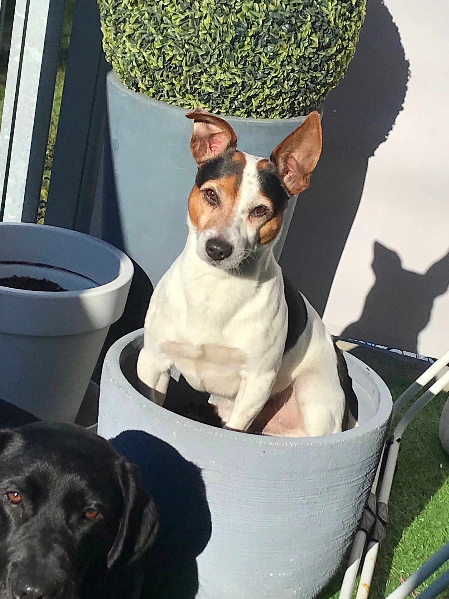 Marley participe au concours pour gagner de l'argent avec cette photo : animal, black_dog, curious, cute, daylight, dog, ears, flower_pot, garden, greenery, nature, outdoor, pet, plant, playful, pottery, shadow, sitting, small_dog, sunlight