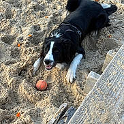 Aston a rejoint le concours — aidez-le/la à gagner de superbes lots ! animal, ball, black_and_white, canine, collar, daylight, dog, excited, fur, happy, leash, nature, orange_peel, outdoor, pet, playful, sand, tongue_out, wood, wooden_planks