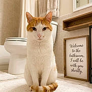 Kennedy joined the competition — help win amazing prizes! animal, bathroom, cat, companion, cute, floor, framed_sign, fur, indoor, looking, orange_and_white, pet, rug, sign, sitting, tail, tile, toilet, towel, whiskers