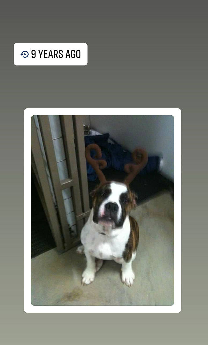 Sheamus is registered to the contest to win money with this photo: american_pit_bull_terrier, boston_terrier, bulldog, canidae, carnivore, companion_dog, dog, dog_breed, fawn, french_bulldog, mammal, non_sporting_group, photo_caption, pit_bull, puppy, snout, vertebrate