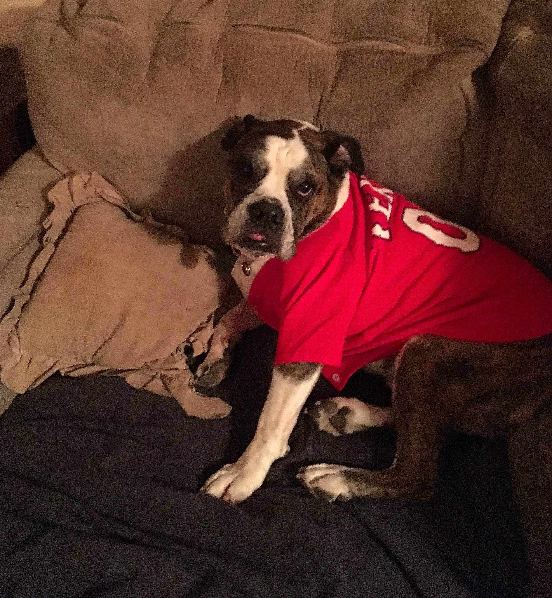 Sheamus is registered to the contest to win money with this photo: american_bulldog, american_staffordshire_terrier, boston_terrier, canidae, carnivore, companion_dog, dog, dog_breed, fawn, mammal, non_sporting_group, olde_english_bulldogge, pit_bull, puppy_love, snout, valley_bulldog