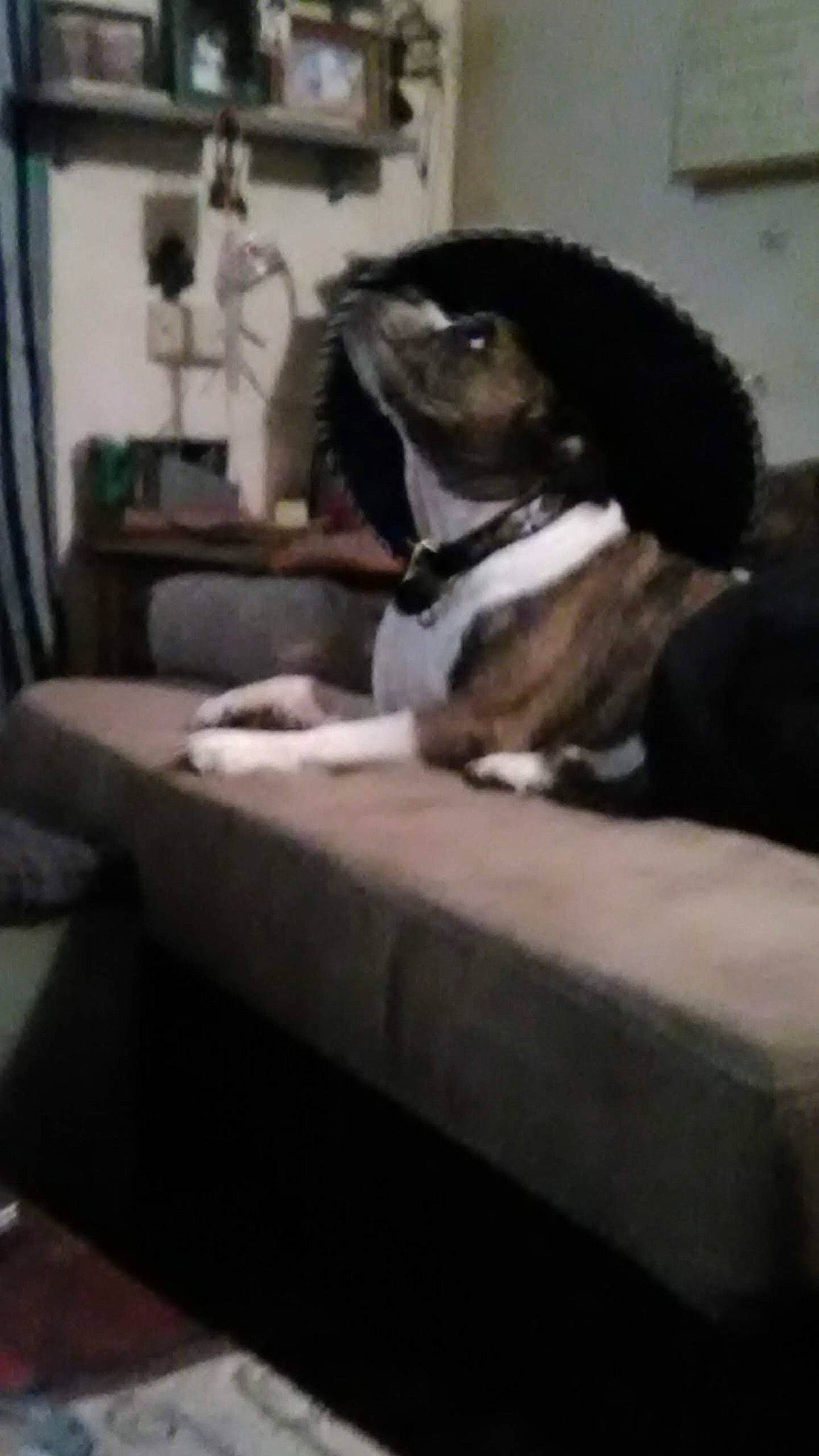 Sheamus joined the competition — help win amazing prizes! boston_terrier, canidae, non_sporting_group