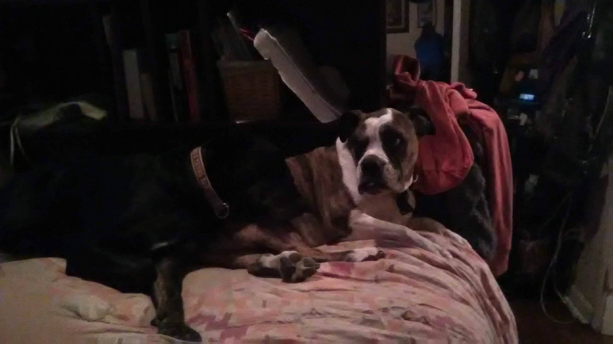 Sheamus joined the competition — help win amazing prizes! american_bulldog, american_pit_bull_terrier, american_staffordshire_terrier, boston_terrier, bully_kutta, canidae, carnivore, dog, dog_breed, great_dane, mammal, non_sporting_group, pit_bull, snout