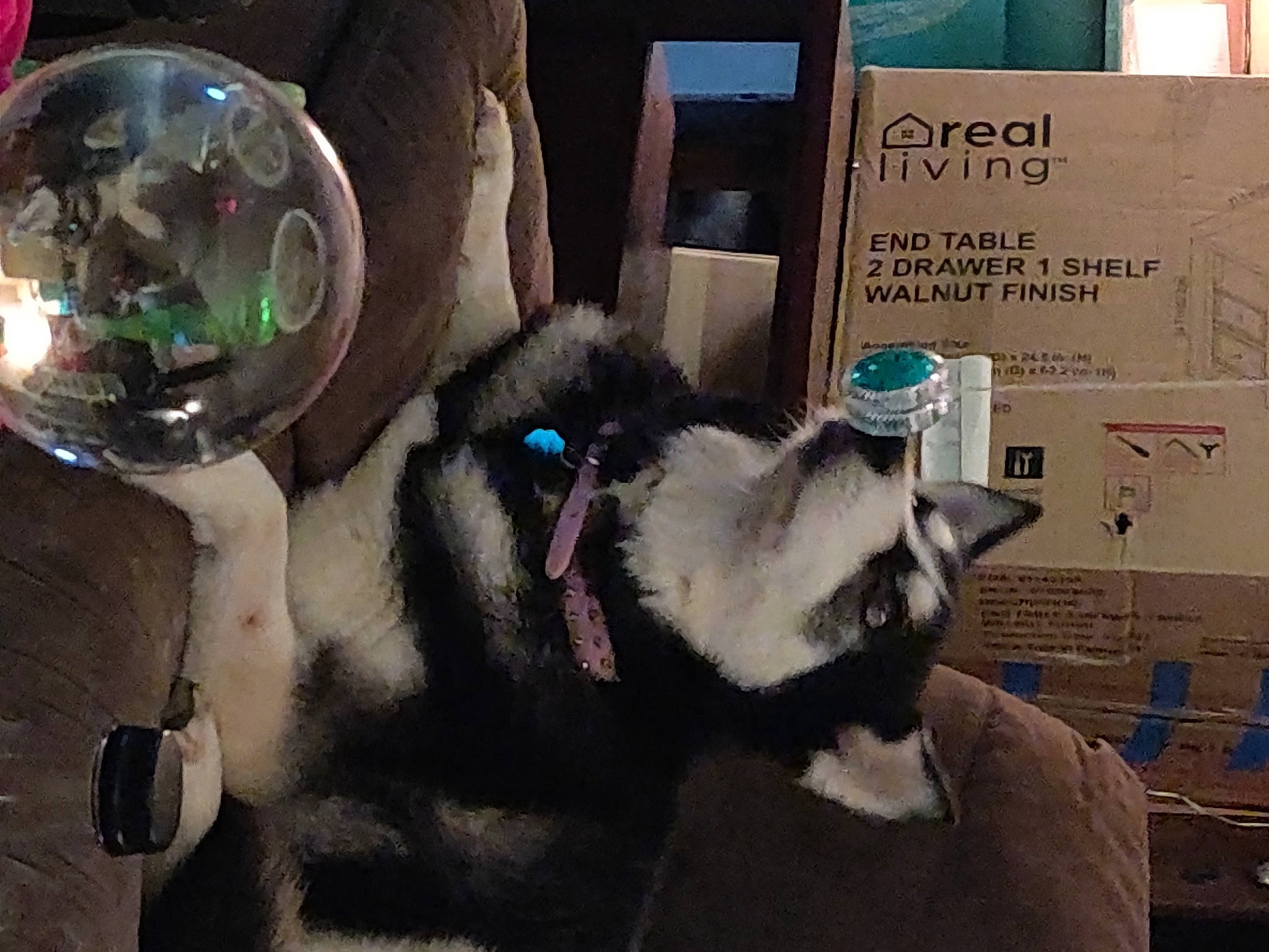 Nikita is registered to the contest to win money with this photo: canidae, carnivore, companion_dog, dog_breed, eyewear, fawn, felidae, fur, small_to_medium_sized_cats, snout, sporting_group, terrestrial_animal, whiskers, working_animal