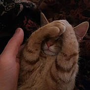 Cheeto joined the competition — help win amazing prizes! cat, ginger_cat, paw, hand, feline, cute, cozy, snuggling, domestic_animal, pet, animal, fur, whiskers, sleepy, resting, indoor, closeup, face_hidden, striped, tabby