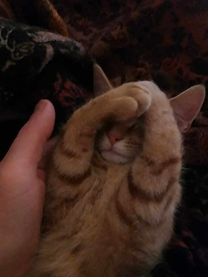 Cheeto joined the competition — help win amazing prizes! cat, ginger_cat, paw, hand, feline, cute, cozy, snuggling, domestic_animal, pet, animal, fur, whiskers, sleepy, resting, indoor, closeup, face_hidden, striped, tabby