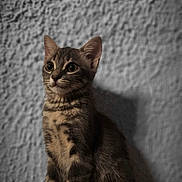 Haïku participe au concours pour gagner de l'argent avec cette photo : kitten, tabby, cat, feline, pet, animal, indoor, portrait, fur, whiskers, ears, shadow, texture, wall, sitting, cute, curious, young, mammal, closeup