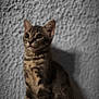 kitten, tabby, cat, feline, pet, animal, indoor, portrait, fur, whiskers, ears, shadow, texture, wall, sitting, cute, curious, young, mammal, closeup