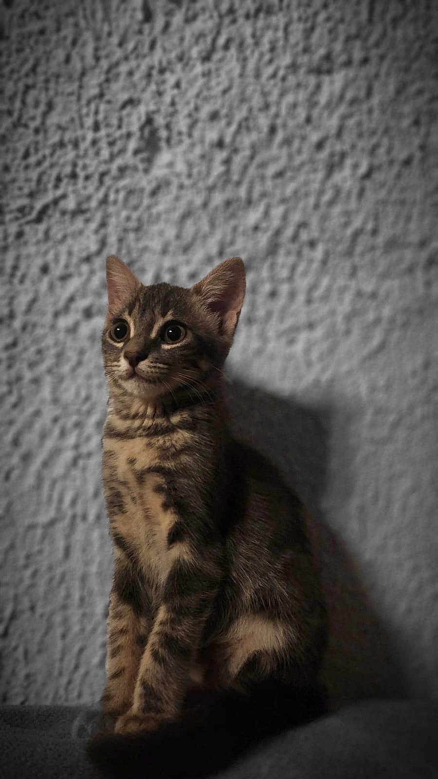 Haïku participe au concours pour gagner de l'argent avec cette photo : kitten, tabby, cat, feline, pet, animal, indoor, portrait, fur, whiskers, ears, shadow, texture, wall, sitting, cute, curious, young, mammal, closeup