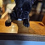 Cashmere is registered to the contest to win money with this photo: dog, puppy, french_bulldog, black_dog, wood, table, cute, pet, animal, ears, closeup, indoor, blurry_background, curious, face, fur, expression, young, domestic_animal, looking