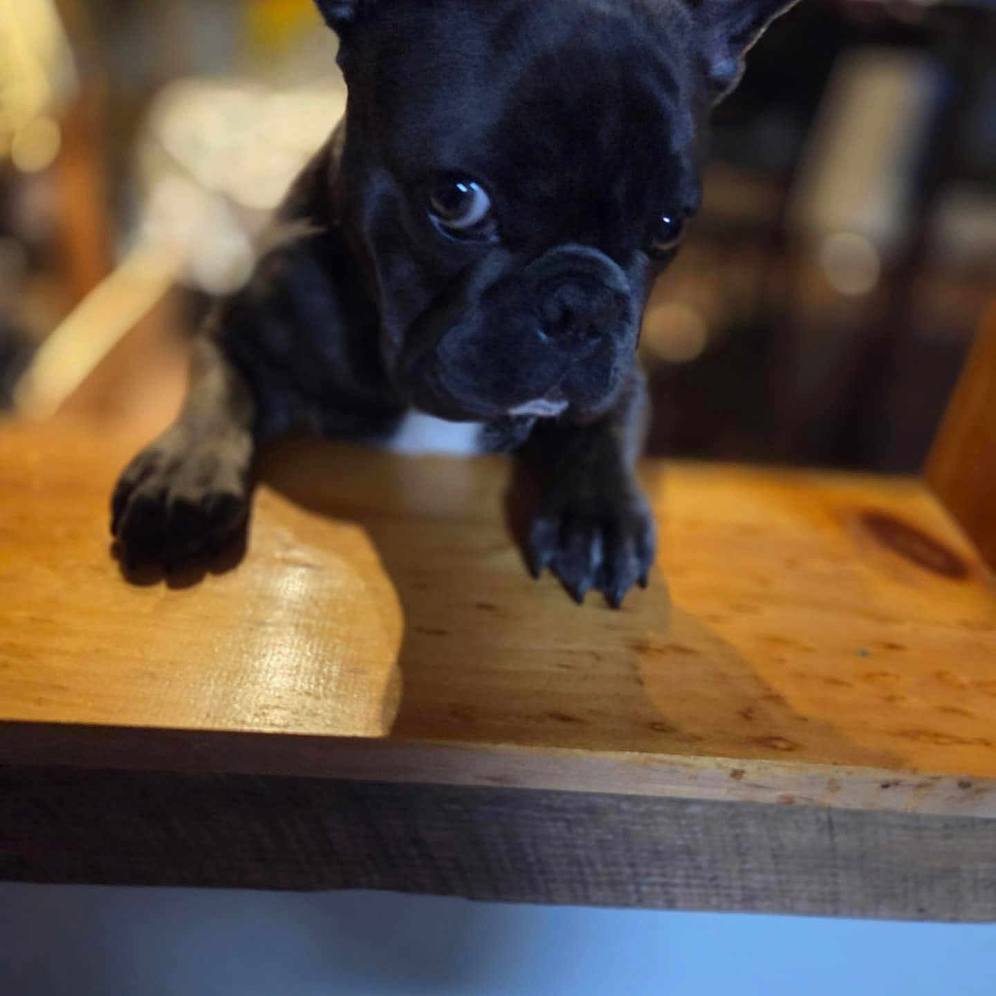 Cashmere is registered to the contest to win money with this photo: animal, black_dog, blurry_background, closeup, curious, cute, dog, domestic_animal, ears, expression, face, french_bulldog, fur, indoor, looking, pet, puppy, table, wood, young