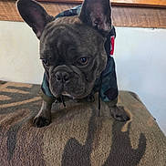Cashmere joined the competition — help win amazing prizes! dog, french_bulldog, pet, hoodie, camo, blanket, indoor, close_up, ears, face, fur, animal, cute, expression, wood, shelf, kitchen, home, standing, pattern