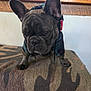 dog, french_bulldog, pet, hoodie, camo, blanket, indoor, close_up, ears, face, fur, animal, cute, expression, wood, shelf, kitchen, home, standing, pattern